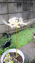 白い彼岸花(曼珠沙華)もあとは散るだけ?