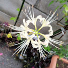 彼岸の終わりと共に彼岸花も散る運命にあるのね