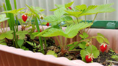 わが家の玄関先のイチゴが色づいてきました