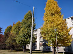 近所の黄葉、その一