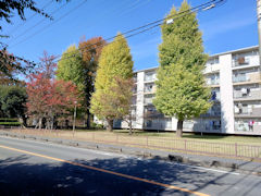 近所の黄葉、その二